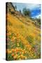 Poppy Hillside at Merced River Canyon-Vincent James-Stretched Canvas