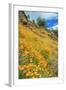 Poppy Hillside at Merced River Canyon-Vincent James-Framed Photographic Print