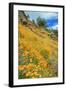 Poppy Hillside at Merced River Canyon-Vincent James-Framed Photographic Print