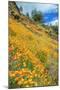 Poppy Hillside at Merced River Canyon-Vincent James-Mounted Photographic Print