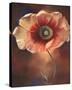 Poppy I-Louise Montillio-Stretched Canvas