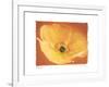 Poppy I-Amy Melious-Framed Art Print