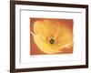 Poppy I-Amy Melious-Framed Art Print