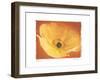 Poppy I-Amy Melious-Framed Art Print