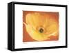 Poppy I-Amy Melious-Framed Stretched Canvas