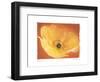 Poppy I-Amy Melious-Framed Art Print