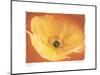 Poppy I-Amy Melious-Mounted Art Print