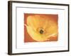 Poppy I-Amy Melious-Framed Art Print