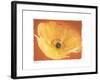 Poppy I-Amy Melious-Framed Art Print