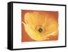 Poppy I-Amy Melious-Framed Stretched Canvas