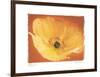 Poppy I-Amy Melious-Framed Art Print