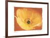 Poppy I-Amy Melious-Framed Art Print