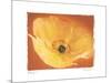 Poppy I-Amy Melious-Mounted Art Print