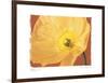 Poppy II-Amy Melious-Framed Art Print