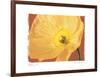 Poppy II-Amy Melious-Framed Art Print