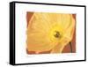 Poppy II-Amy Melious-Framed Stretched Canvas