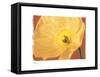 Poppy II-Amy Melious-Framed Stretched Canvas