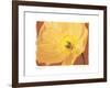 Poppy II-Amy Melious-Framed Art Print