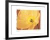 Poppy II-Amy Melious-Framed Art Print