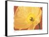 Poppy II-Amy Melious-Framed Stretched Canvas