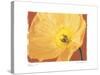 Poppy II-Amy Melious-Stretched Canvas