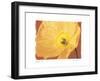 Poppy II-Amy Melious-Framed Art Print