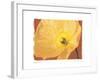 Poppy II-Amy Melious-Framed Art Print