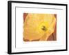 Poppy II-Amy Melious-Framed Art Print