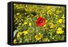 Poppy in a Field-null-Framed Stretched Canvas