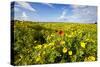 Poppy in a Field-null-Stretched Canvas