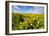 Poppy in a Field-null-Framed Photographic Print