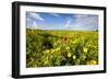 Poppy in a Field-null-Framed Photographic Print