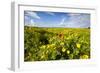 Poppy in a Field-null-Framed Photographic Print