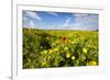 Poppy in a Field-null-Framed Photographic Print
