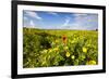 Poppy in a Field-null-Framed Photographic Print