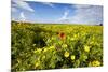 Poppy in a Field-null-Mounted Photographic Print