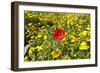 Poppy in a Field-null-Framed Photographic Print