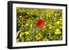 Poppy in a Field-null-Framed Photographic Print