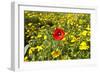 Poppy in a Field-null-Framed Photographic Print