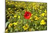 Poppy in a Field-null-Mounted Photographic Print