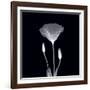 Poppy in Lace-null-Framed Art Print