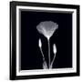 Poppy in Lace-null-Framed Art Print