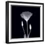 Poppy in Lace-null-Framed Art Print