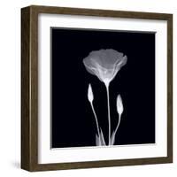 Poppy in Lace-null-Framed Art Print