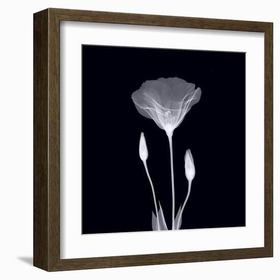 Poppy in Lace-null-Framed Art Print
