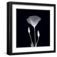 Poppy in Lace-null-Framed Art Print