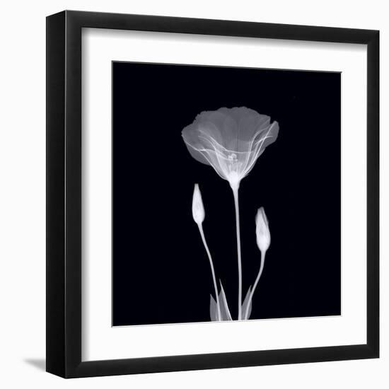 Poppy in Lace-null-Framed Art Print