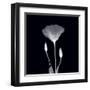 Poppy in Lace-null-Framed Art Print