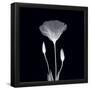 Essential Black