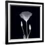 Gramercy Black